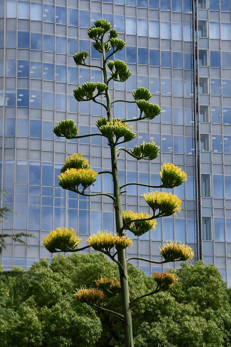 Una planta centenaria de agave, que se dice que florece solo una vez cada siglo, abrió sus flores amarillas en el céntrico parque tokiota de Hibiya, donde ha atraído a numerosos japoneses y turistas.
