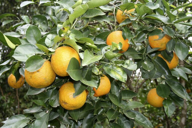 Los frutos de apepu se encuentran en abundancia en las calles de Asunción.