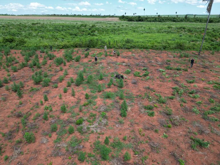 Destruyen más de 16 toneladas en cultivo de marihuana en Colonia Agüerito