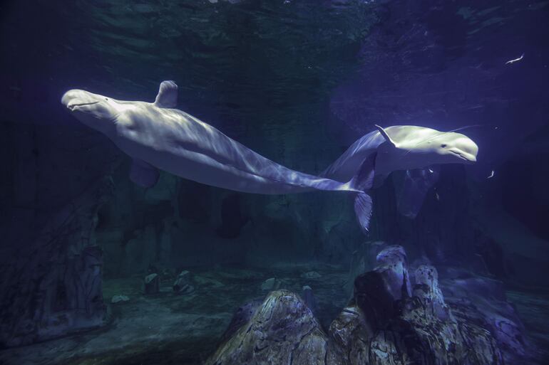 El Oceanogràfic de València presenta la unión de las cuatro ballenas blancas -las dos rescatadas del acuario NEMO de Járkiv (Ucrania) y las dos valencianas.