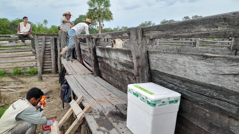 Las condiciones climáticas condicionan la vacunación animal en el Alto Paraguay.