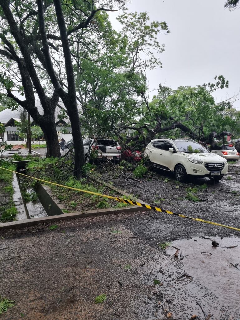 Reportan árboles, cables caídos y semáforos fuera de servicio, en medio de las tormentas.