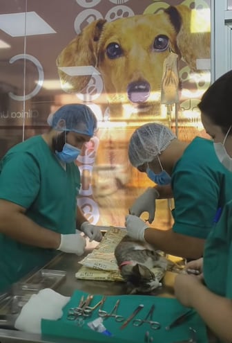 En plena tarea de castración a un gato, en la veterinaria universitaria de la UNAE.