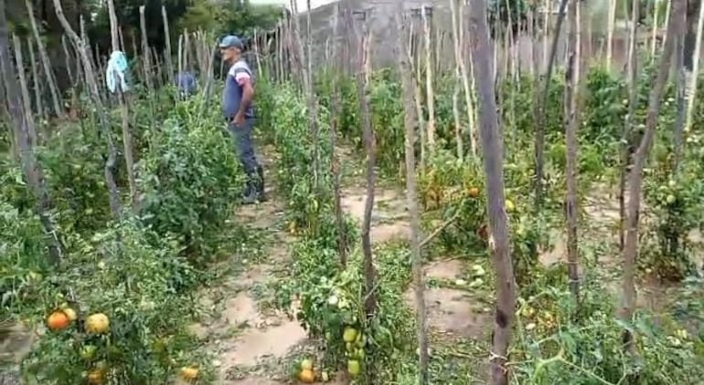 El temporal también afectó la producción hortícola y agrícola de Pilar.