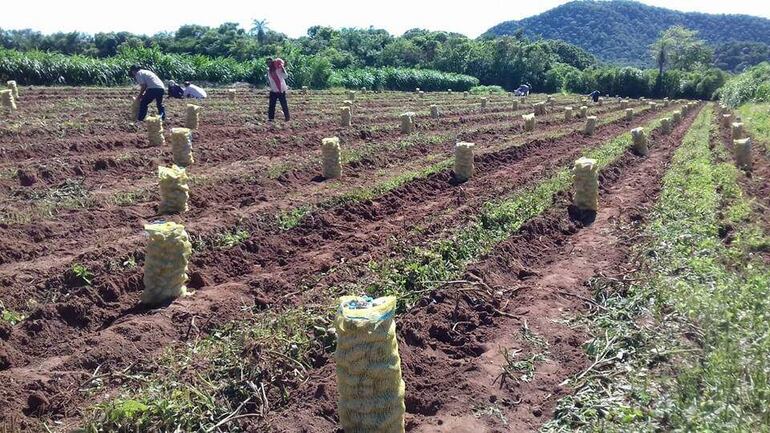 Productores exigen al Gobierno garantías con respecto a las negociaciones con la Unión Europea.