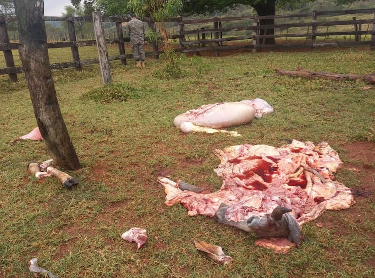 Así quedaron los animales faenados por los asaltantes de la granja en Yataity del Norte