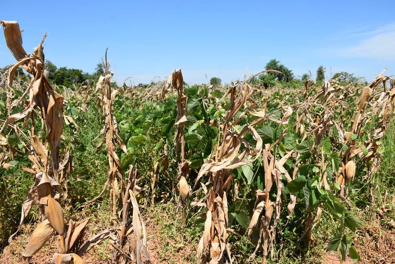 Cultivo de maíz con el sistema de siembra directa utilizando abono verde de verano en la agricultura familiar.