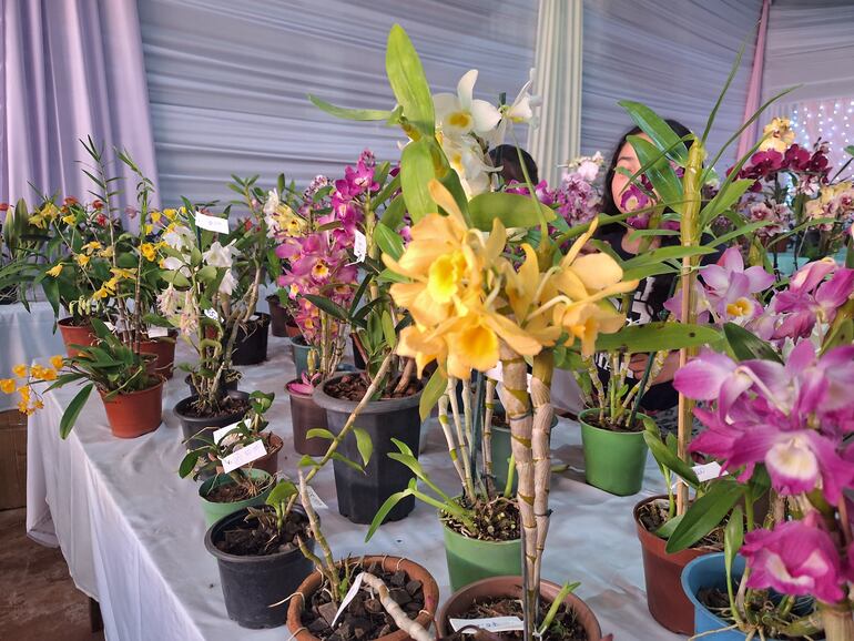 Expo Orquídeas en Nueva Alborada.