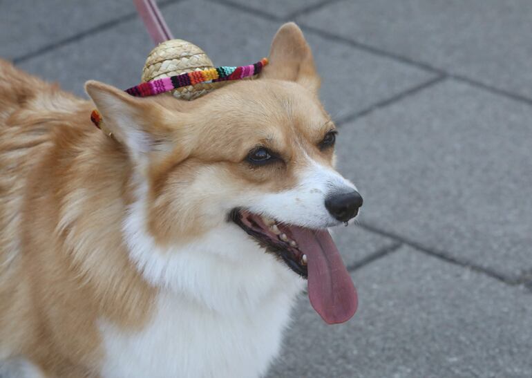 Un perro corgi  MALUKAS / AFP)