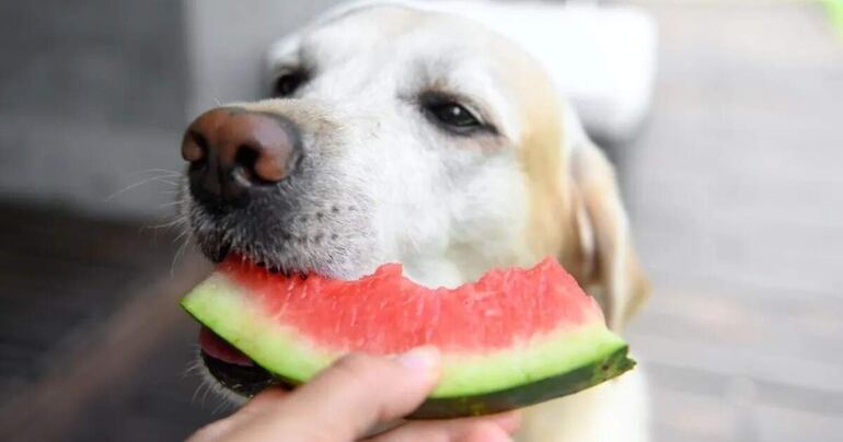 La sandia así como el melón, ayudan a la hidratación y son refrescantes.