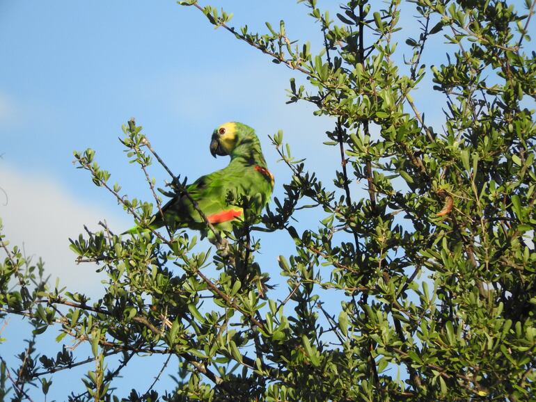 En Paraguay, hay 23 especies de loros, aunque solo se conocen algunas más comunes, como las cotorras, el loro chaqueño y los guacamayos.