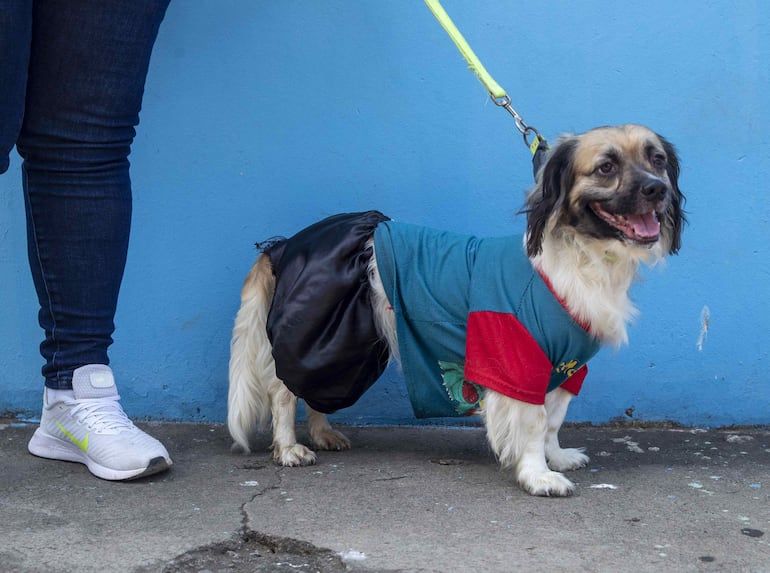 Un perro disfrazado durante una jornada en la que sus dueños los presentan ante San Lázaro para pedir por la salud y protección de sus mascotas, este domingo en la iglesia Santa María Magdalena, en Masaya (Nicaragua).