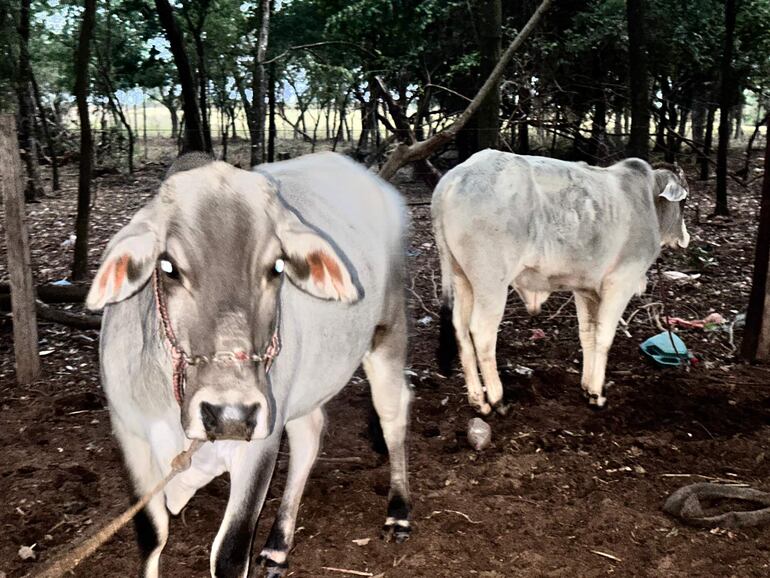 
Los animales localizados en una de las casas allanadas quedaron depositados en el mismo lugar por orden del fiscal interviniente.