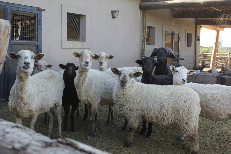 Animales domésticos como las ovejas viven a cuerpo de rey en Alpamanta. El guano aporta fertilizantes naturales.