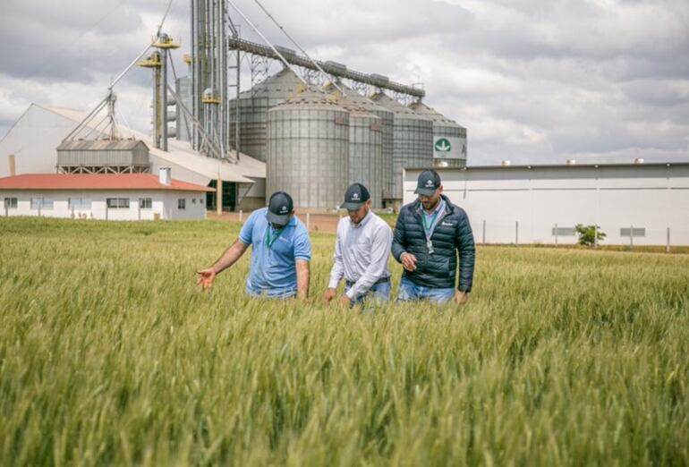 Agrofértil
 tiene una  capacidad total de almacena- miento de granos de 700.000 toneladas, lo que trae  varios beneficios al productor mediante estas unidades de acopio de granos en el país.