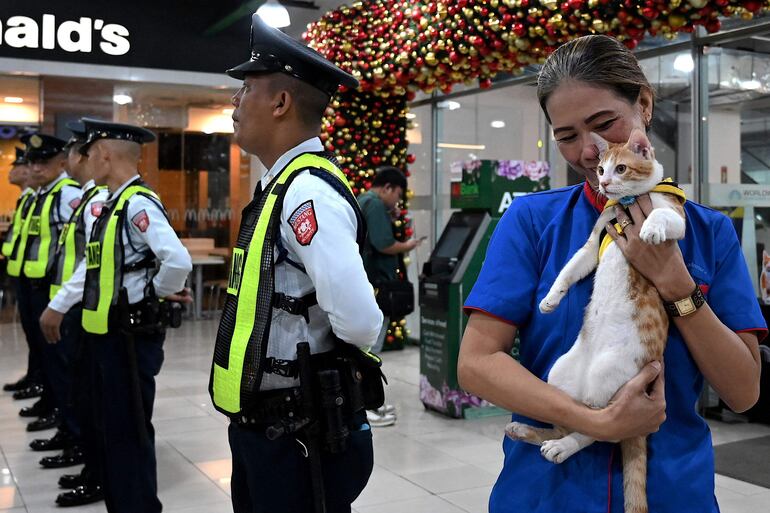 Una mujer sostiene en brazos al gato Conan, ataviado con su chaleco distintivo. 