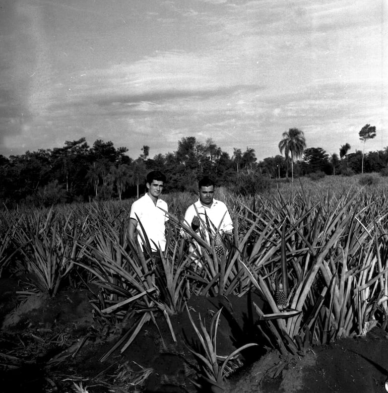 Cultivos de piña en Valenzuela y Caballero.