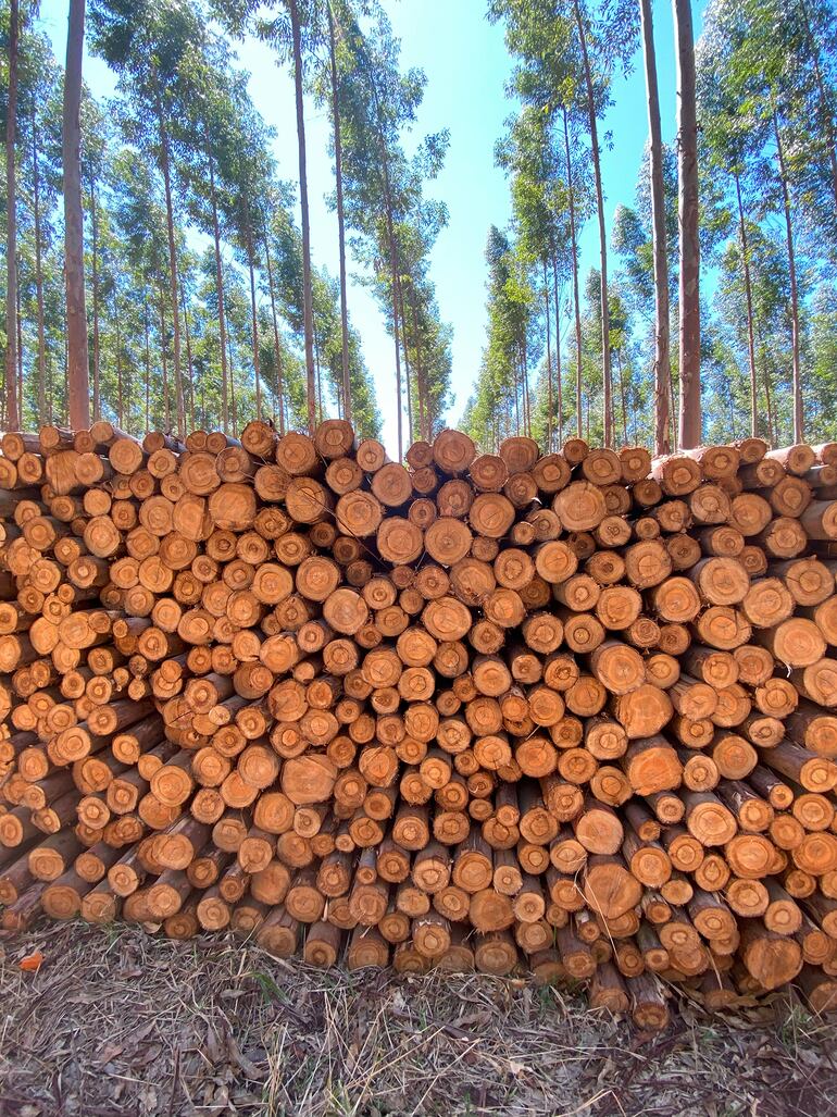 La compañía trabaja  para generar un producto final de alta calidad a los 10 años, destinado a un proceso de laminado.