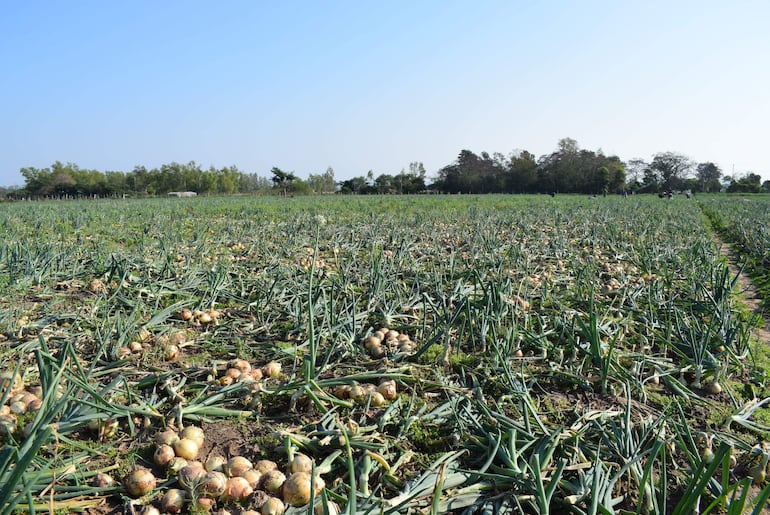 Ahora los productores de papa y cebolla dan tregua al Gobierno nacional para la venta de sus productos.