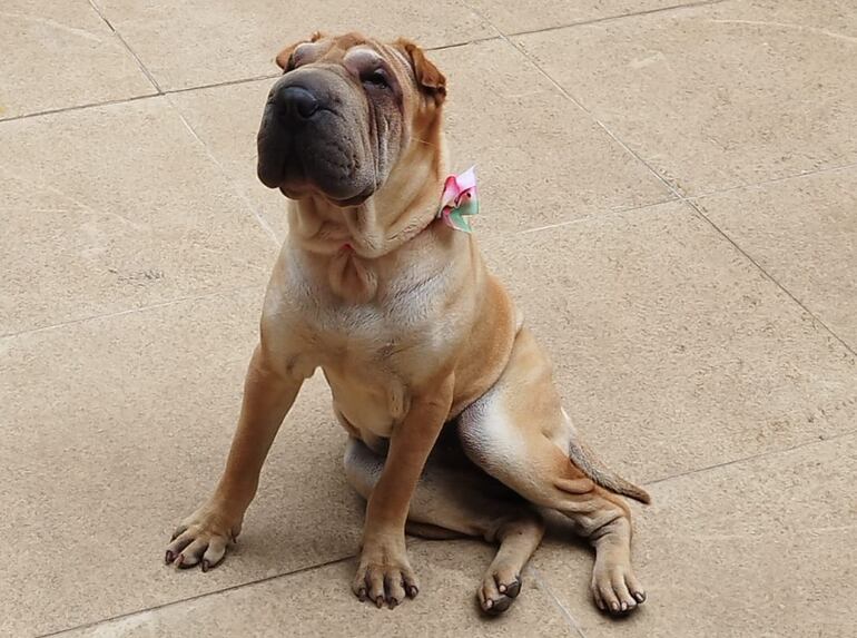 La raza Shar Pei se caracteriza por las arrugas de su piel.