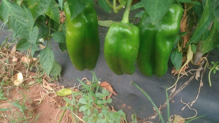 Agricultores exigen mayor mercado para la producción de tomate y locote.