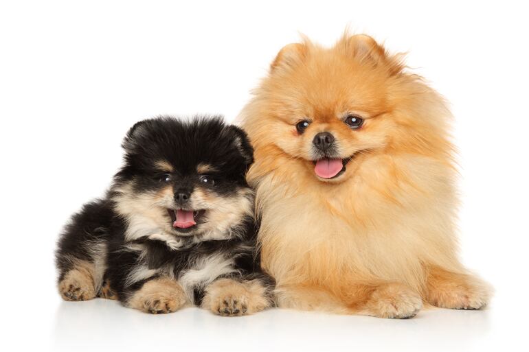 Perro Pomerania.