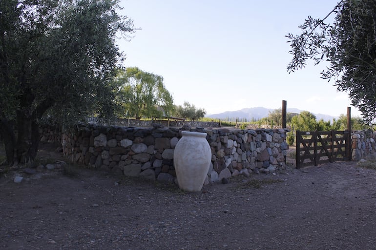 Un espacio de los viñedos Rosell Boher en Valle de Uco, Mendoza.