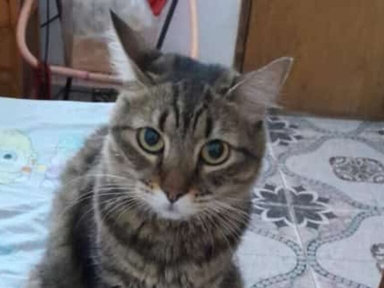 La gata de pelo atigrado se perdió.