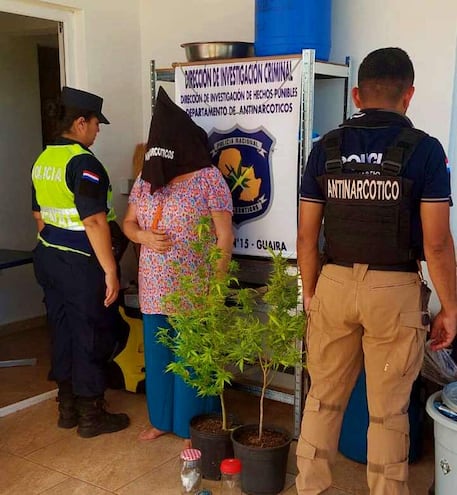 Mujer imputada por cultivo de marihuana finalmente fue sobreseída por la Fiscalía, según el abogado Juan Carlos Cabezudo.