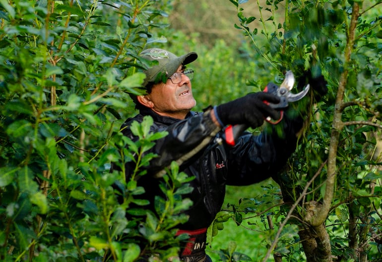 Cultivo de yerba mate Pajarito con  respeto a la naturaleza.