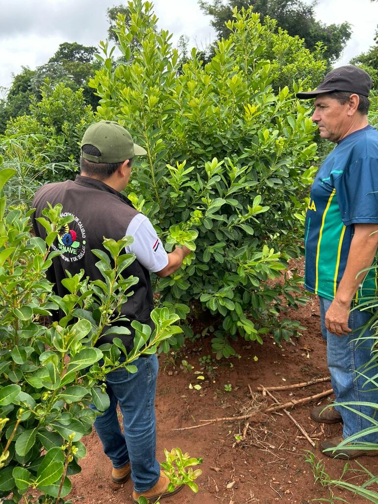 Inspectores del Senave realizan monitoreo sanitario en un cultivo de yerba mate.