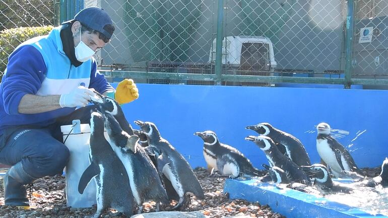 La Fundación Mundo Marino muestra a uno de sus integrantes mientras alimenta a un grupo de pingüinos. Quince pingüinos fueron reintroducidos al mar en Argentina, tras ser rescatados entre 2022 y 2023 con cuadros de desnutrición, empetrolamiento e ingesta de plástico, según informó este viernes la Fundación Mundo Marino en un comunicado. Las aves marinas fueron rescatadas en distintas localidades costeras de la provincia de Buenos Aires y devueltas al océano Atlántico en las playas bonaerenses de San Clemente del Tuyú, por parte de personal especializado.