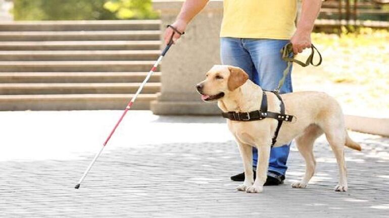 Hay perros que están entrenados individualmente para realizar ciertos trabajos o para acompañar a personas con discapacidad física, mental, sensorial, psiquiátrico, acompañamiento emocional, entre otros.