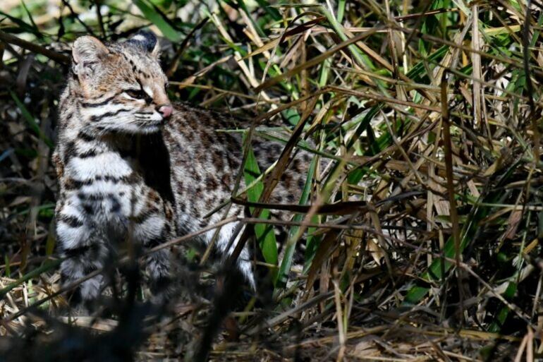 El tirica habita en el Bosque Atlántico. Este ecosistema se encuentra enormemente reducido en Paraguay, Argentina y Brasil. Foto: © pimentavix – iNaturalist.