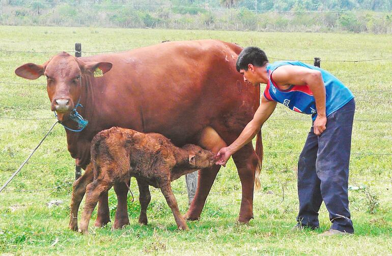 Es fundamental realizar las vacunaciones en tiempo y forma a las vacas para evitar abortos.