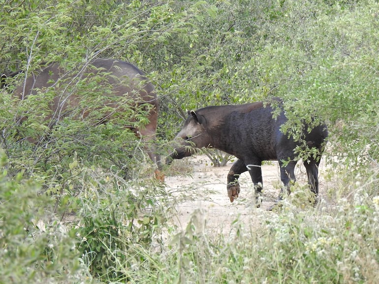 Se divisó la presencia de una familia de Mborevi (Tapirus terrestris) en la zona del km 156 y el 175.