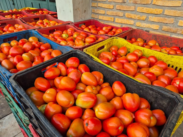 Tomates