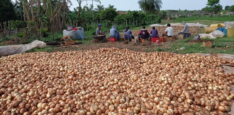 El año pasado miles de kilos de tomate y cebolla se perdieron por la falta de mercado.