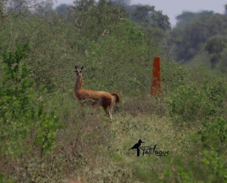 Un Guanaco observado en la zona del Médanos del Chaco. Es una especie única que habita la zona.