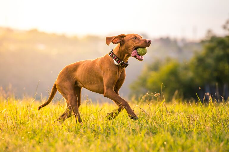 Perro de raza Vizsla.