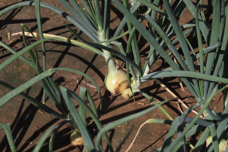 Bulbo de cebolla cultivada a riego en el Chaco. El poco tradicional rubro de las hortalizas en la región, dando excelentes resultados tras muchas décadas de pruebas.