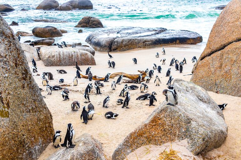 Pingüinos en Ciudad del Cabo, Sudáfrica.