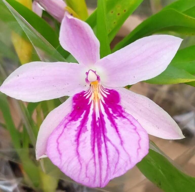 Orquídeas.