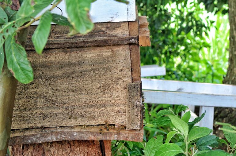 Productores de Caazapá trabajan para rescatar a las abejas, en riesgo por la pérdida de su hábitat. Además, producen miel natural para mejorar la economía de su familia y, al mismo tiempo, colaboran a garantizar la biodiversidad con la polinización.