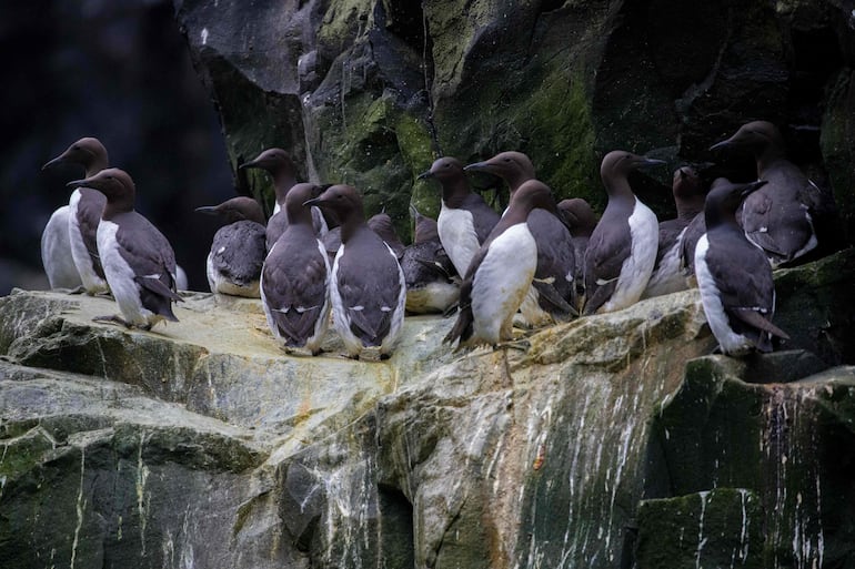 Esta foto proporcionada por el Servicio de Pesca y Vida Silvestre de los Estados Unidos (USFWS) muestra a un grupo de araos comunes reunidos en una saliente de un acantilado en el Refugio Nacional de Vida Silvestre Marítima de Alaska.