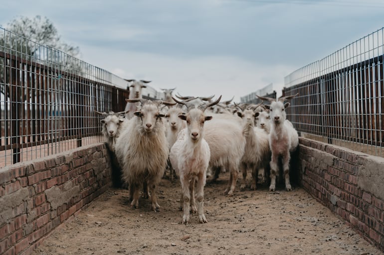 La cachemira y su impacto en las cabras y el medioambiente: ¿negocio sustentable?