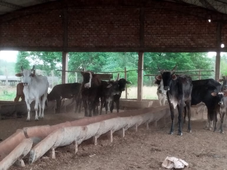 Parte de los animales robados en Tava´i y recuperados en Minga Guazú, Alto Paraná.