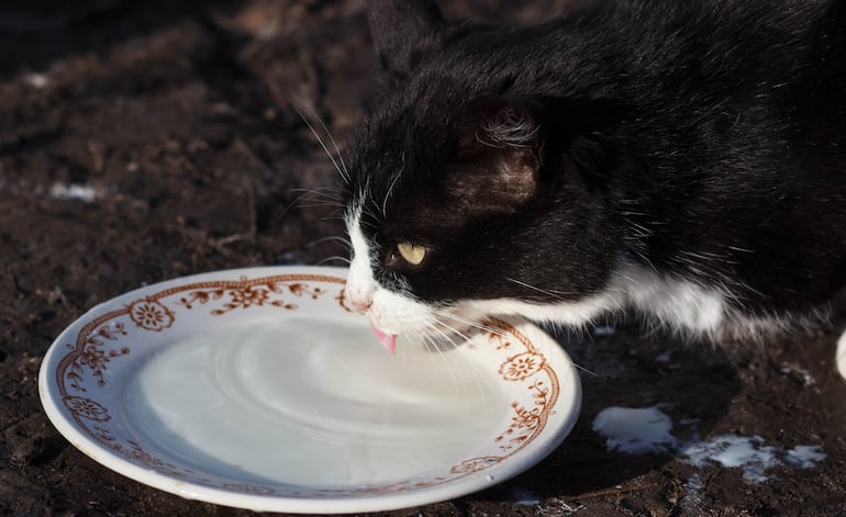 Gato tomando leche de un plato.