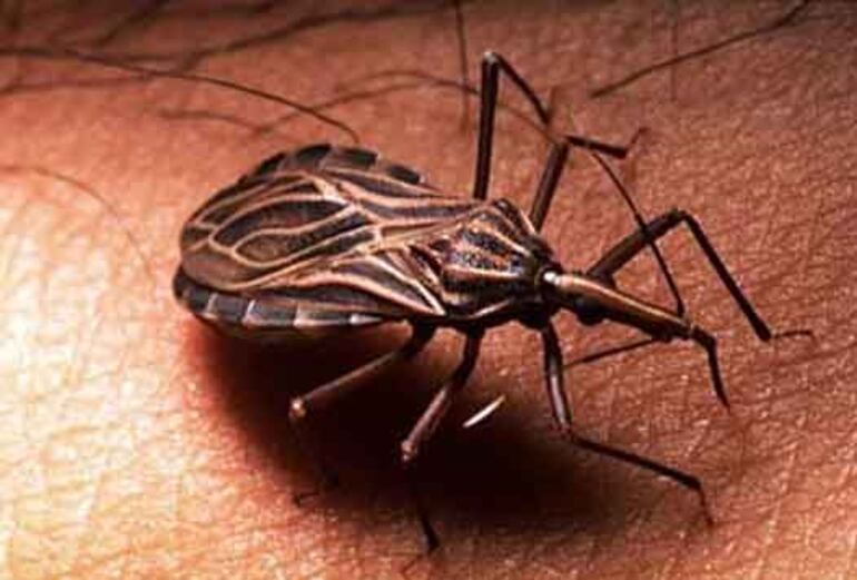 El mal de chagas es una enfermedad infecciosa que representa un grave problema de salud pública en muchos países de América Latina.