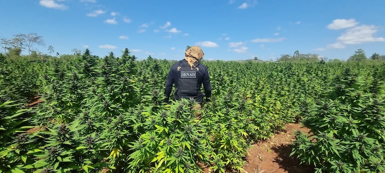 Tras 8 meses de investigación logramos identificar el esquema criminal que contaba con logística suficiente para producir diferentes variedades de alta calidad genética de cannabis en gran cantidad.